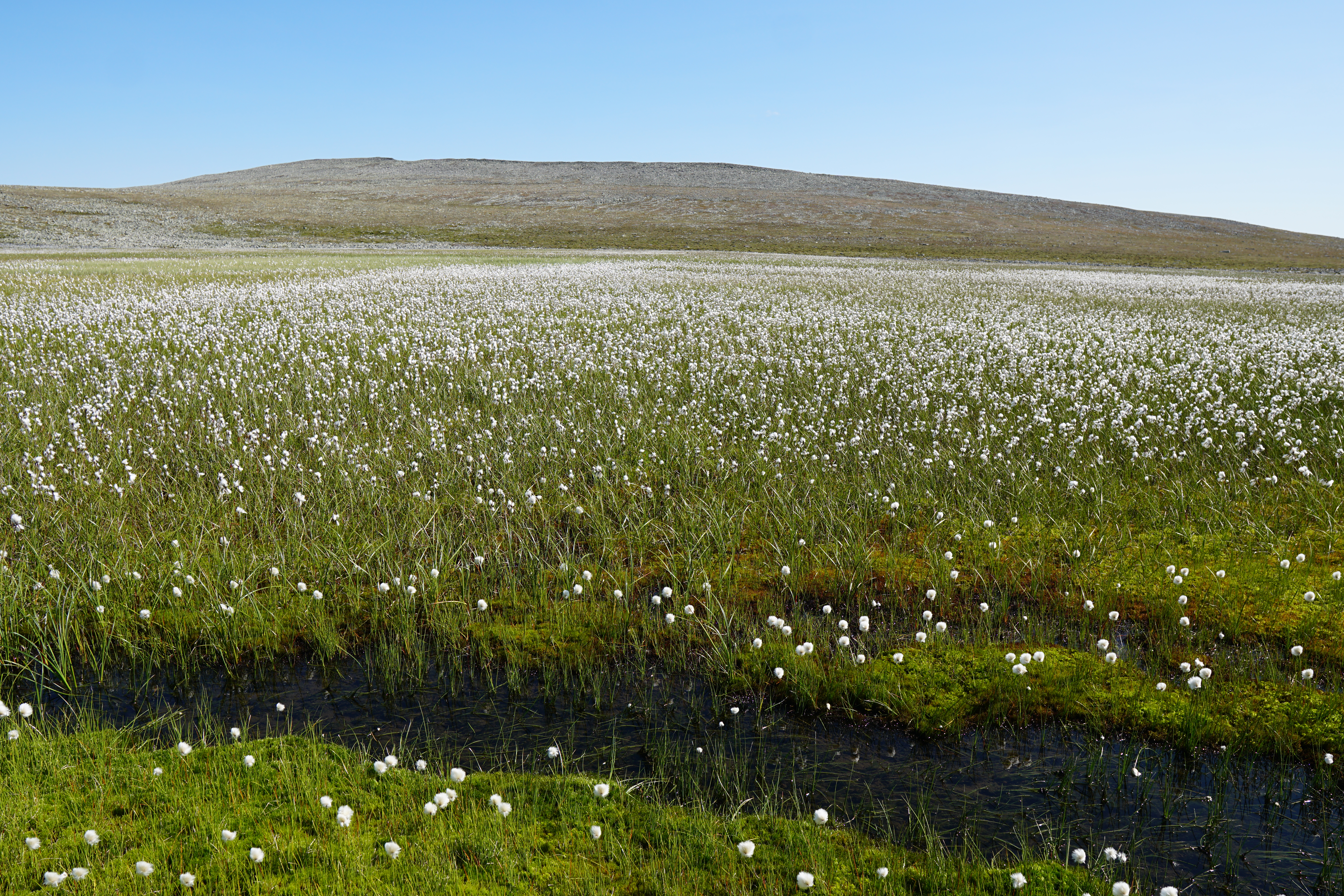 The analyses described in this book makes it possible, with minimal effort, to estimate the carbon content of peatlands such as this one. Photo: Anders L. Kolstad.